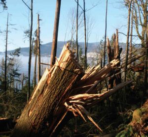 Bruce’s ﬁrm has been involved with the strategic restoration of Stanley Park followingthe 2006 blowdown